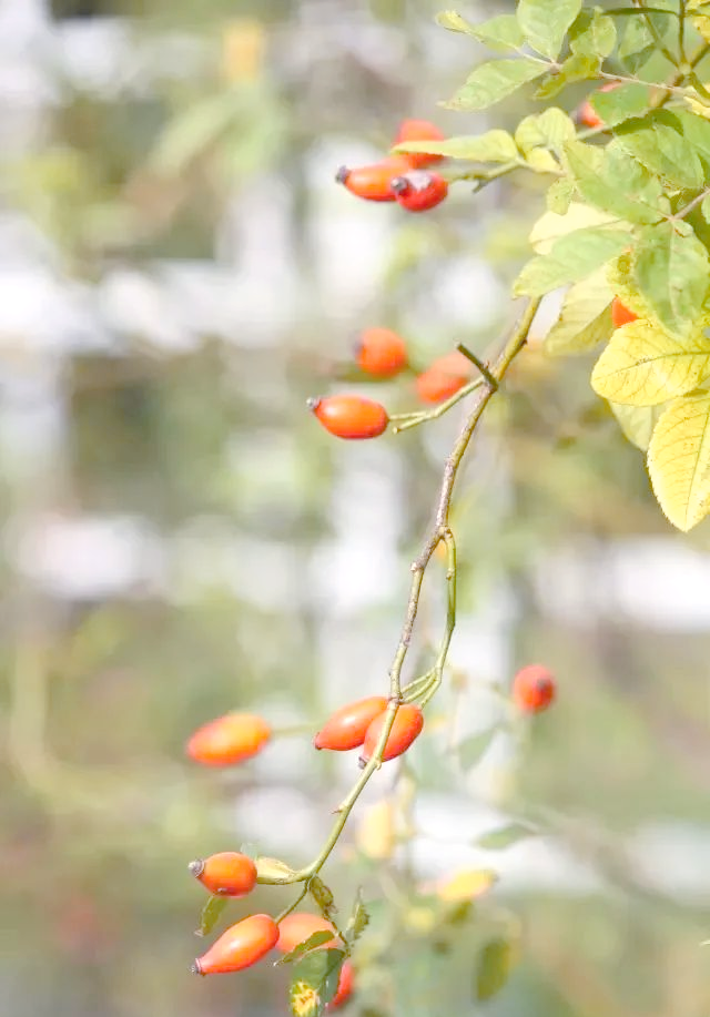 胜利的果实久远，顶级比赛令人炫目赞叹